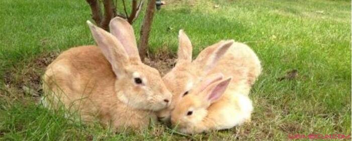 兔子为什么喜欢被摸头