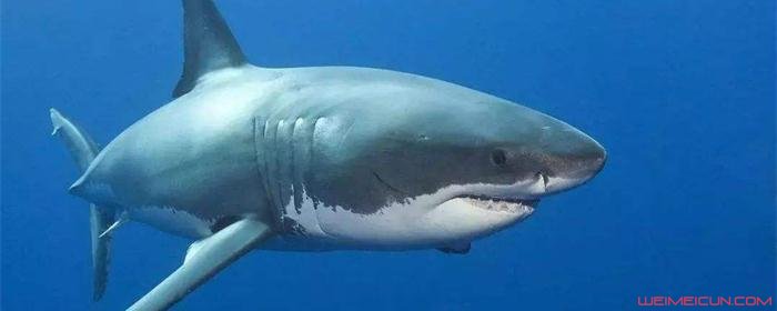 鲨鱼为什么会浮上水面