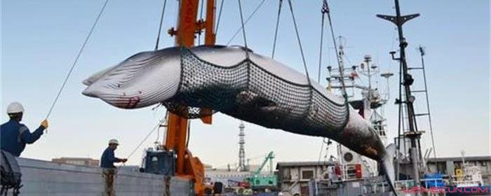 为什么中国也支持捕鲸
