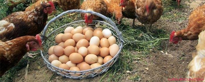 为什么土鸡鸡蛋不黄