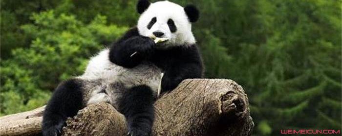 为什么只有中国有熊猫
