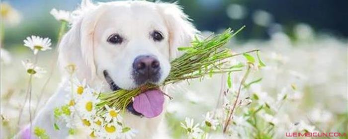 为什么狗狗总是吃草