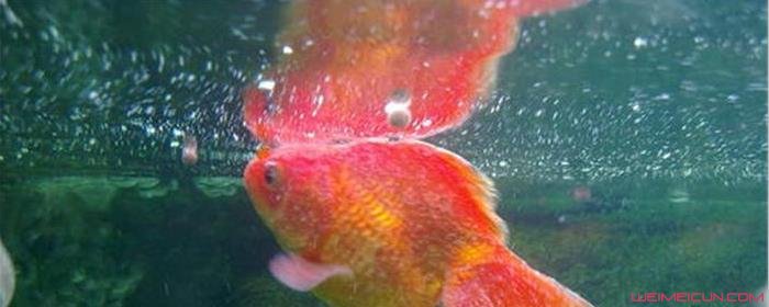 金鱼为什么会吐泡泡