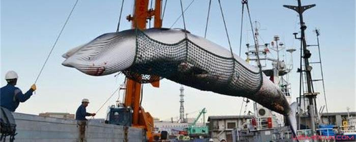 法罗群岛为什么要杀鲸鱼