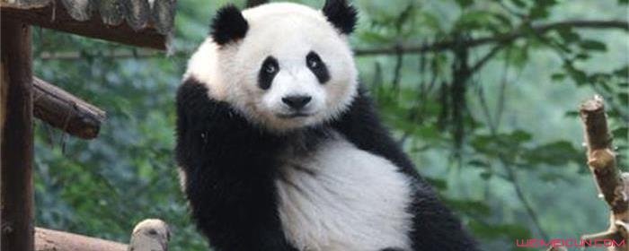 为什么熊猫会濒临灭绝