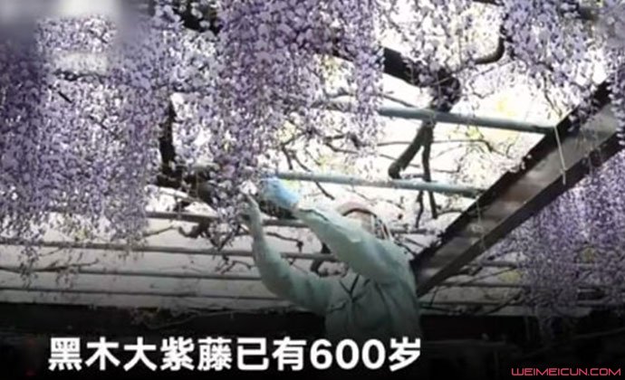 600岁紫藤花被全部剪掉