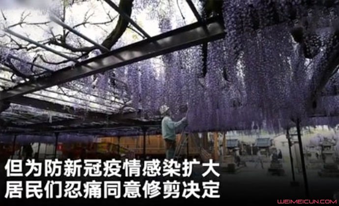 600岁紫藤花被剪原因