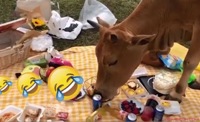 野餐被牛吃了