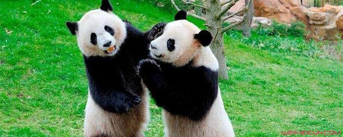日本人为什么对熊猫这么狂热