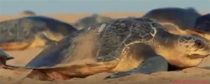 海龟孵化奔向大海