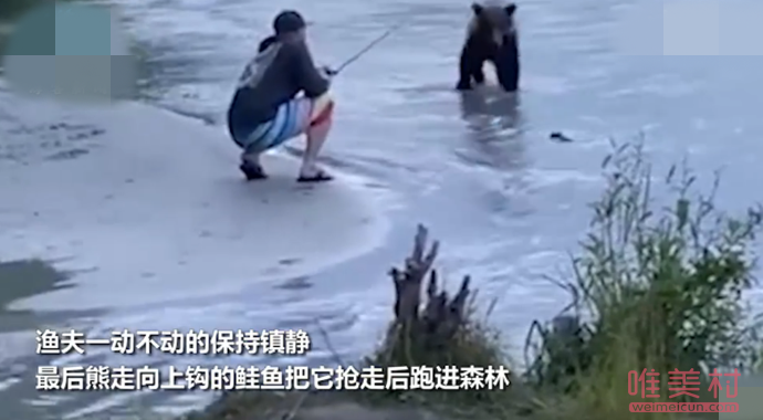 镇定渔夫遇熊一秒变雕塑