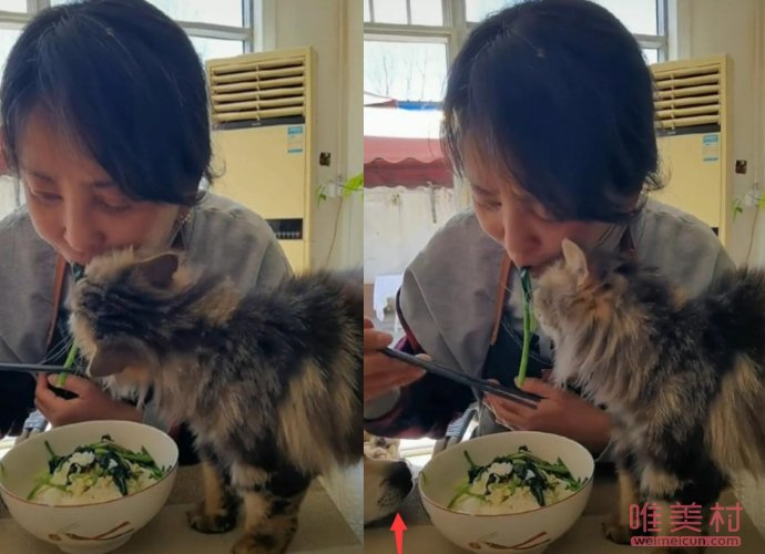 李勤勤与猫同吃一碗菜 网友：太不卫生了