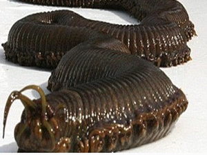蒙古死亡蠕虫真实图片 形状怪异能够释放剧