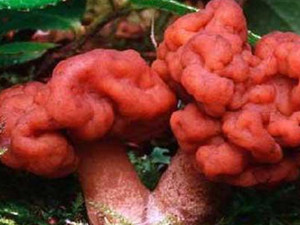 世界十大致命毒蘑菇 毒蘑菇是怎么长出来的