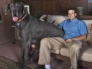 世界上最大的狗大乔治 一个月吃掉81.6公斤