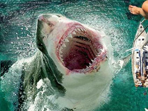 巨齿鲨的天敌是谁 虎鲸的祖先赢了巨齿鲨是