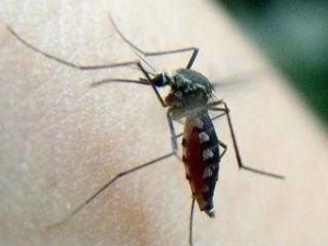 既然蚊子是害虫又传播疾病 人类为什么不灭