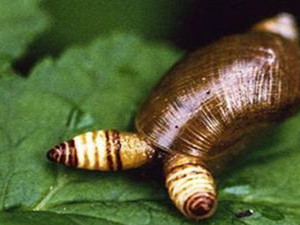 僵尸蜗牛能当宠物养吗 被僵尸蜗牛咬了怎么