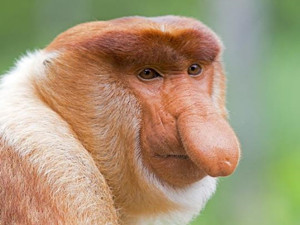 长鼻猴是国宝吗 揭秘长鼻猴长得像哪个明星