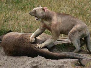 袋狮咬合力是多少公斤 袋狮咬合力竟是狮子