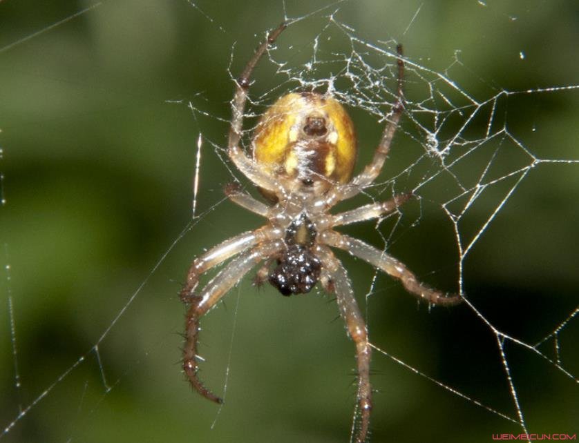 螲蟷照片 螲蟷和蜘蛛的区别是什么