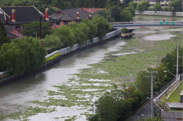 上海苏州河大量水葫芦