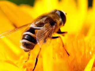 蜜蜂蛰哪里是最痛的 被蜜蜂蛰了最好的处理