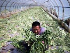崇明县千吨蔬菜价低烂地里 有不少菜农们伤