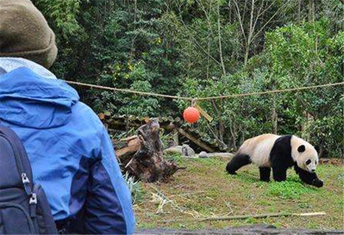 在美国旅游的熊猫回国啦！网友表示欢迎回家