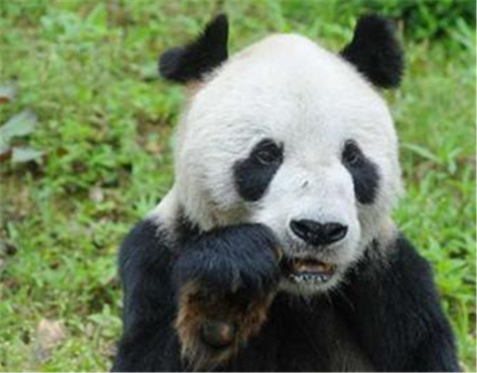 熊猫瘦成皮包骨，虐待动物谁担责