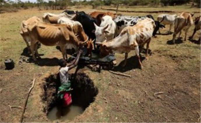 肯尼亚大旱加剧 肯尼亚人民面临严峻生存危
