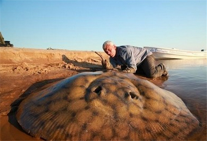 一村民发现巨型娃娃鱼身形巨大似怪物