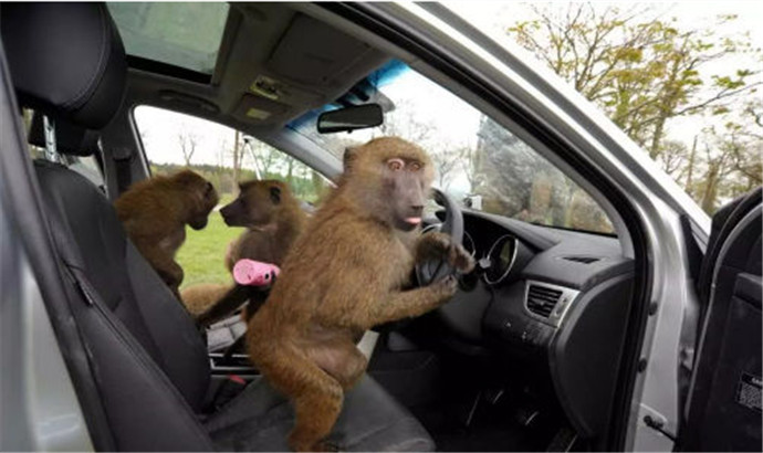 猴子爬上信号杆 吸引司机注意力招致车祸！