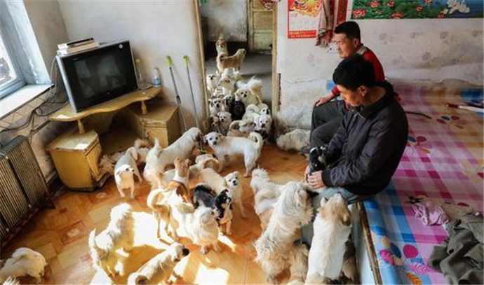 收养400只流浪狗 狗狗从此成为他生命的一部
