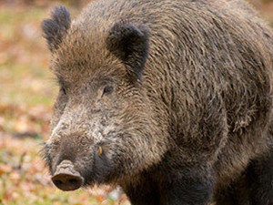 日本猎杀变异野猪，不能食用的大野猪你见过