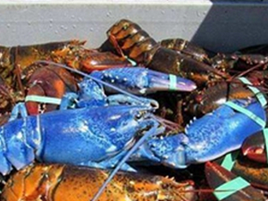 渔民捕获蓝色龙虾 基因变异还是外星生物？