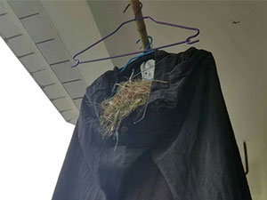 鸟在大学生衣服筑巢下蛋 衣服主人竟想帮鸟