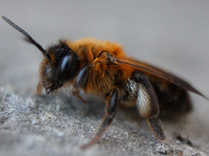 12万只蜜蜂藏卧室天花板 蜜蜂隐藏两年毫无