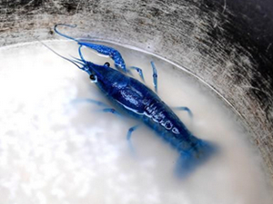 江苏现蓝色小龙虾 网友表示蓝色的更肥美新