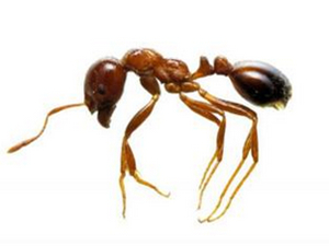 货船发现剧毒物种 形态类似蚂蚁一不小心就