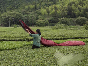 农妇携4米长大袋采茶 如一条巨肥的毛虫在茶