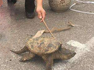老汉菜地捡到大龟 史上最“凶”大龟不能放
