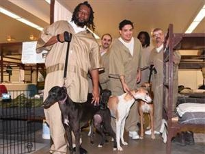 澳洲政府将猎犬送进监狱 帮助400多位囚犯改