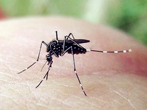 谷歌释放改造蚊子 可帮助消除寨卡病毒感染