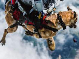 跳伞犬从4300米高空降下 狗狗很淡定画面惊
