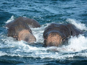 两大象海水中获救 垂死挣扎一刹那被人类出