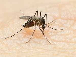 谷歌释放改造蚊子 新型技术将带给人类新的