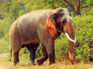 印度现红耳大象 耳朵通红略显害羞十分罕见
