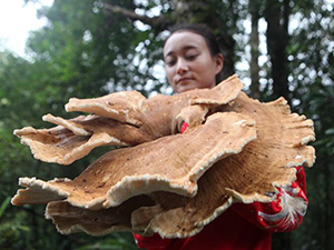 云南现神秘巨型蘑菇 让人叹为观止但含有剧