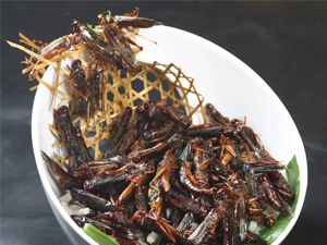 祸害中国几千年虫子变美食 渐成风气的盘中